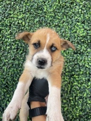 58439005, Baby Male Shepherd
