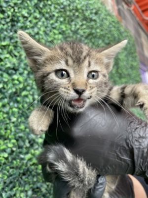 58435383, Baby Female Domestic Short Hair