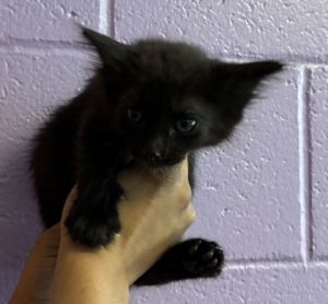 58400831, Baby Female Domestic Medium Hair