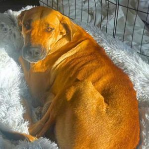 57366643, Adult Female Great Dane