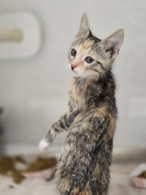 *Lorelei, Baby Female Domestic Short Hair