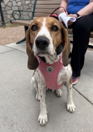 Molly, Baby Female Treeing Walker Coonhound