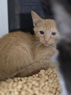 *Ginger, Baby Male Domestic Short Hair