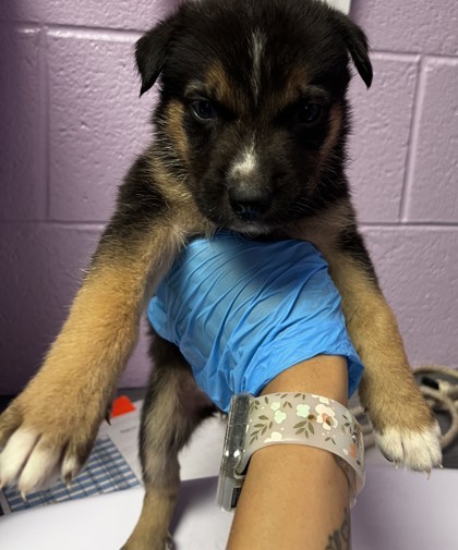Puppy thumbnail 1