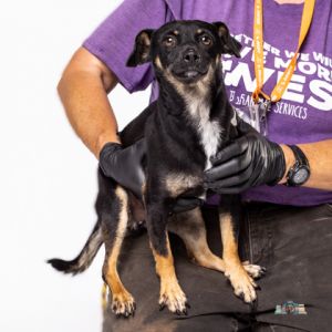 Kane*, Adult Male Chihuahua