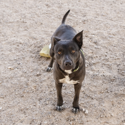 Georgie* Photo