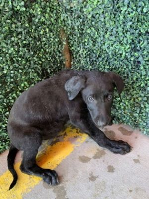 58512615, Baby Male Retriever