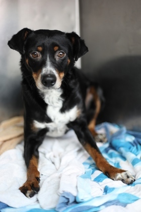 Furdinad*, Adult Male Manchester Terrier
