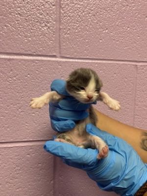 58615097, Baby Female Domestic Short Hair