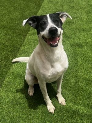 Adella*, Adult Female Retriever