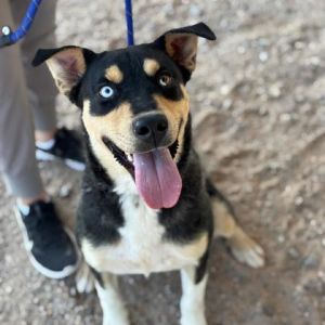 Jupiter*, Young Male Australian Kelpie