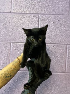 58330047, Baby Female Domestic Short Hair