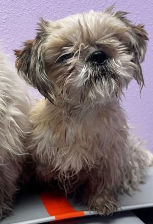 58614935, Adult Female Shih Tzu