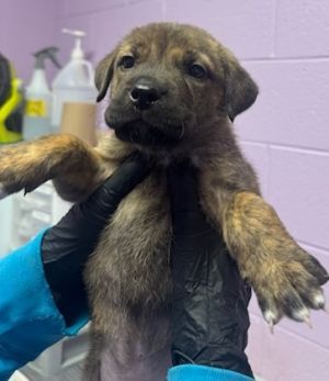 kiera, Baby Female Mixed Breed