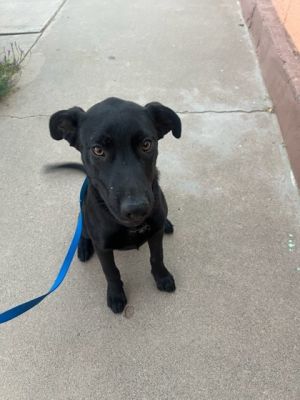 WINTER., Baby Female Labrador Retriever