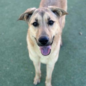 PHOENIX, Adult Female Shepherd