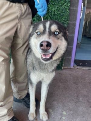 Poseidon*, Adult Male Siberian Husky
