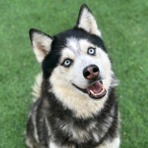 Rex, Adult Male Husky
