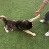 Rex photo 3