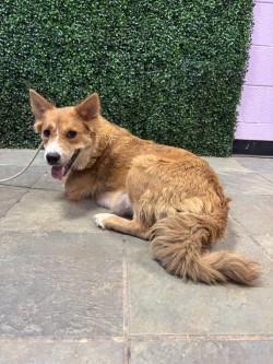 58611252, Baby Female Mixed Breed