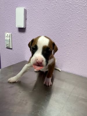 58508286, Baby Male Mixed Breed