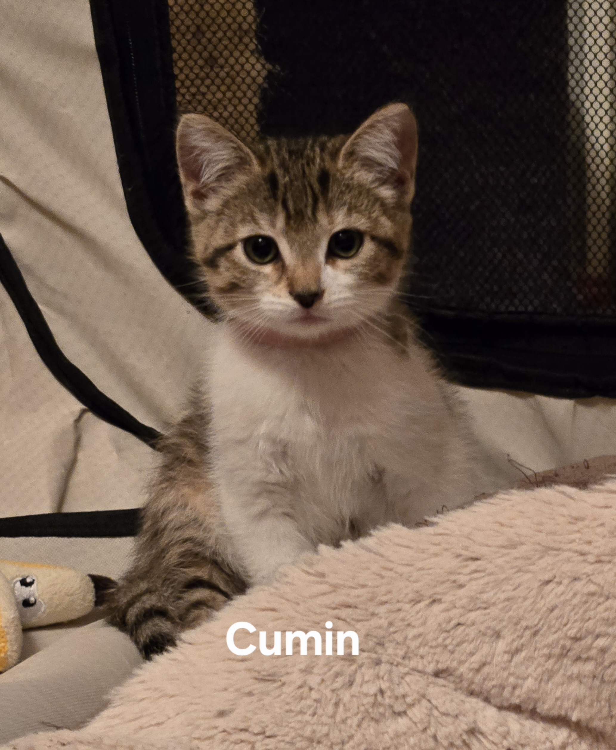 Cumin