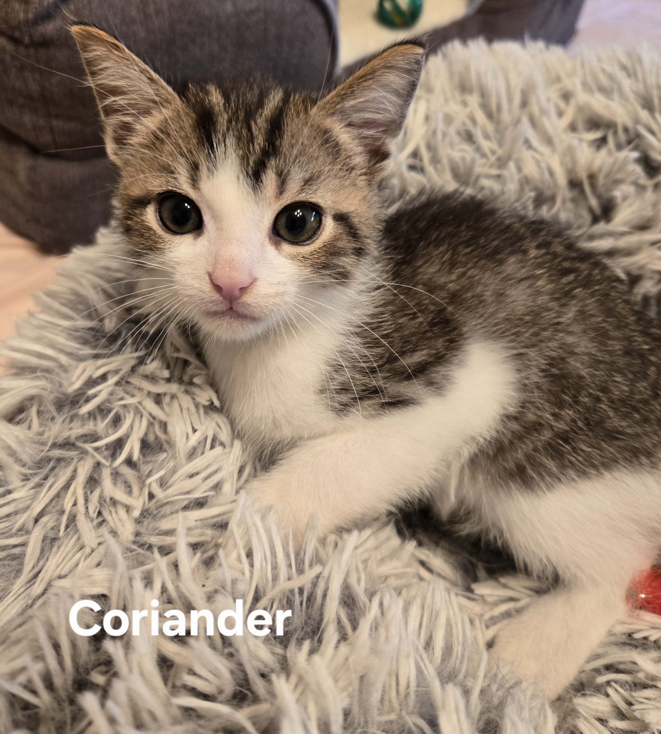 Coriander