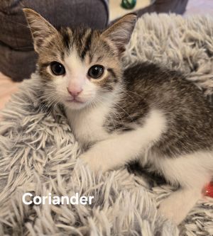Coriander, Baby Male Domestic Short Hair