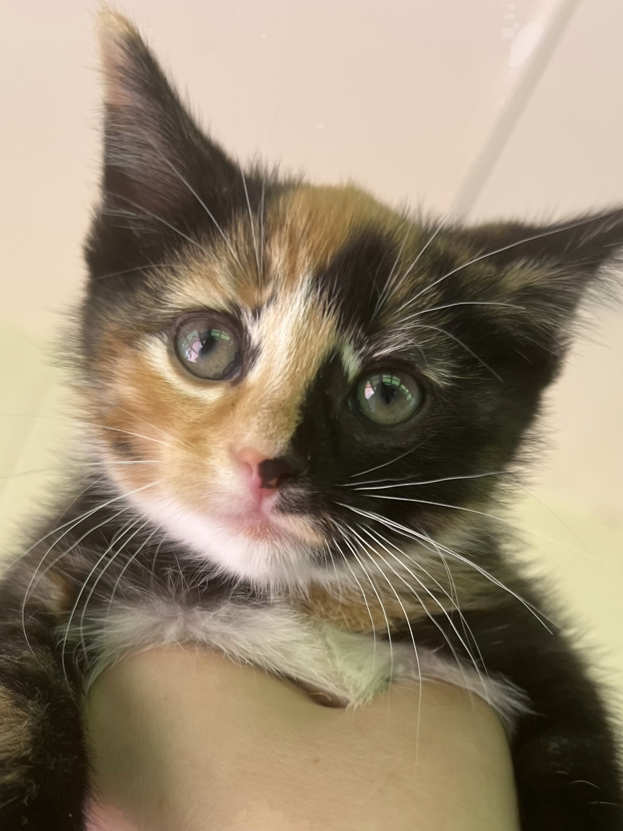 Elphaba