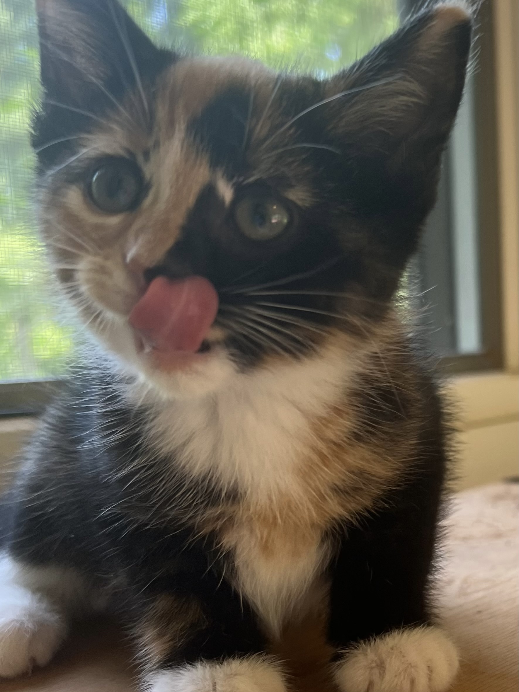 Elphaba