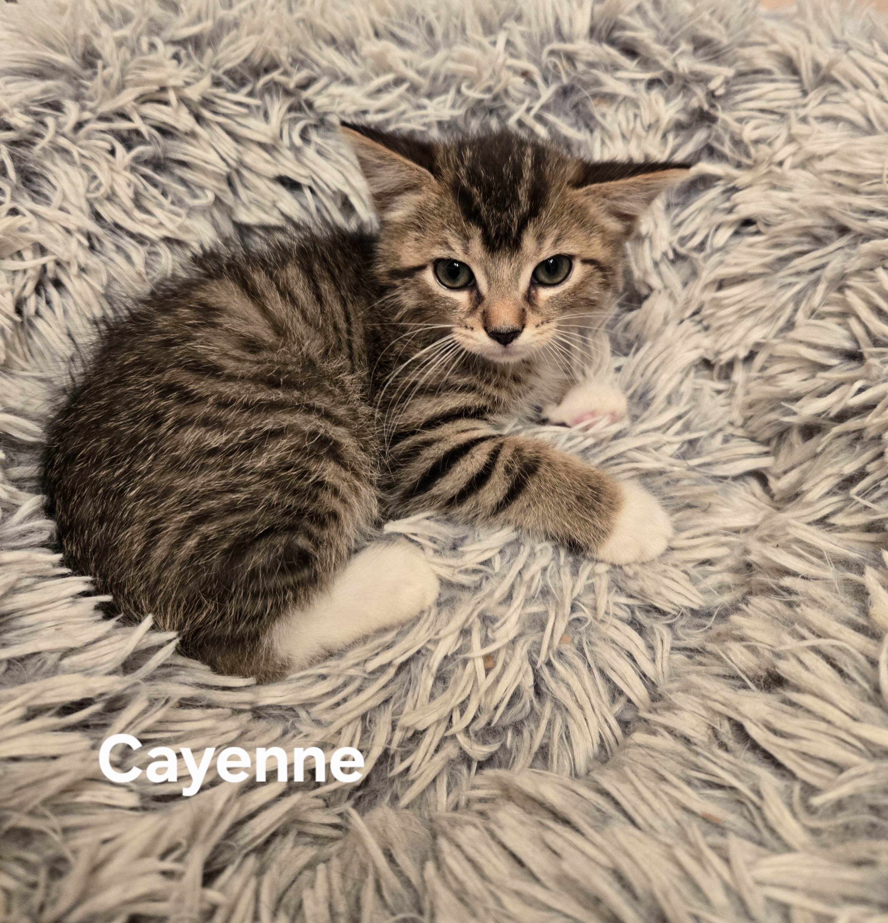 Cayenne