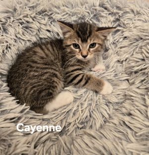 Cayenne, Baby Male Domestic Short Hair