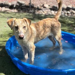 D&#39;Angelo*, Baby Male Shepherd