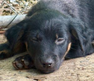 CLEVER, Baby Male Australian Shepherd