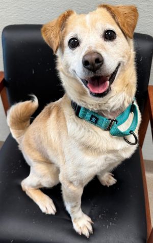 Butternut, Adult Male Mixed Breed