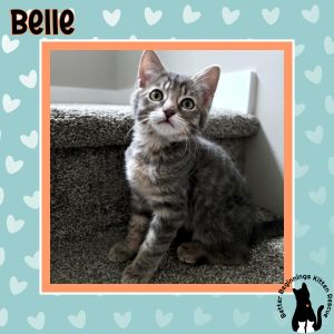 Belle, Baby Female unknown