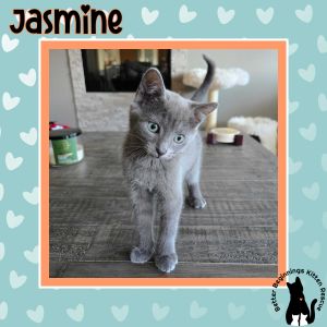 Jasmine, Baby Female unknown