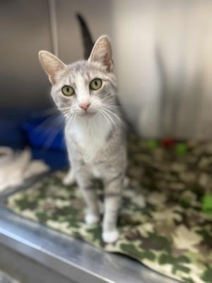 Calista, Young Female Domestic Short Hair