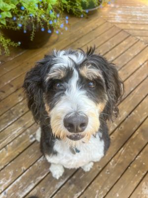 Mercedes Bernese Mountain Dog Dog
