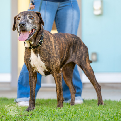 Kookaburra, an adoptable Plott Hound, Mixed Breed in Honolulu, HI, 96826 | Photo Image 1
