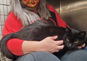 Josie, Adult Female Domestic Short Hair