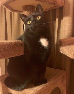 Josie