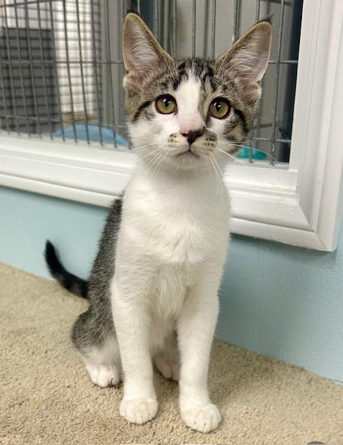 Dallas, an adoptable Tabby in West Hills, CA, 91307 | Photo Image 1