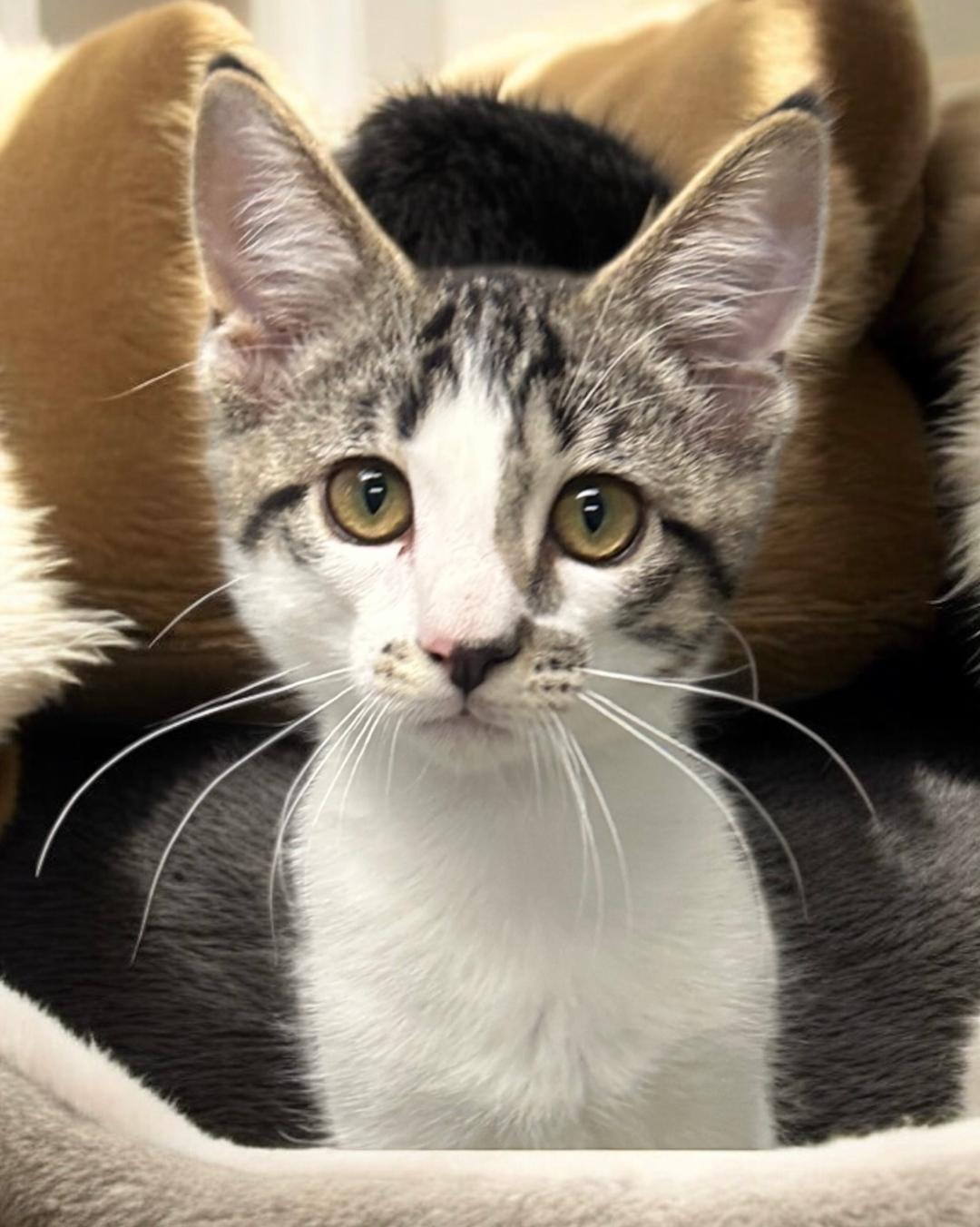 Dallas, an adoptable Tabby in West Hills, CA, 91307 | Photo Image 2