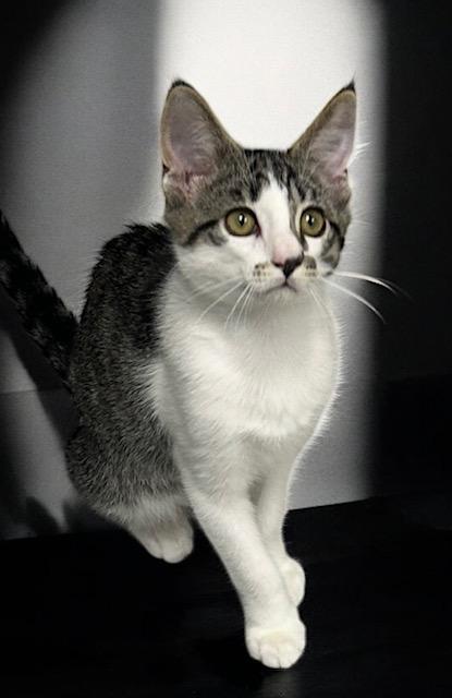 Dallas, an adoptable Tabby in West Hills, CA, 91307 | Photo Image 3