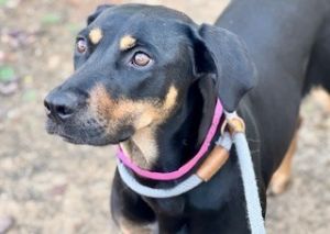 Becca*, Adult Female Doberman Pinscher