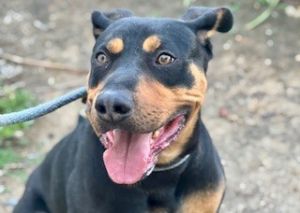 Trucker*, Adult Male Pit Bull Terrier