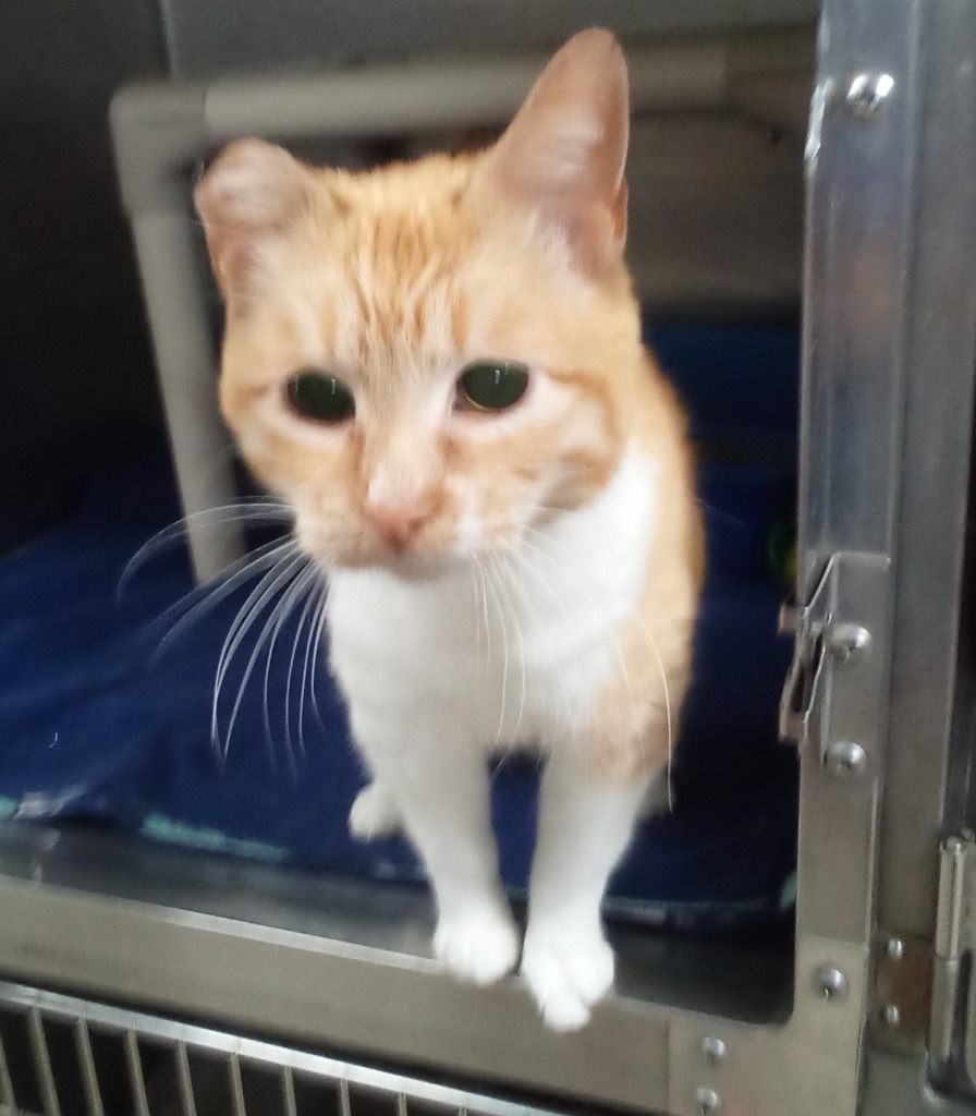 Ginger, an adoptable Domestic Short Hair in Virginia, MN, 55792 | Photo Image 1