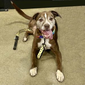 Mojo 2025, Senior Male Pit Bull Terrier