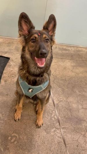 Meet Maxwell Age 11 months Gender Male Weight 19 kg  41 lbs Breed Shepherd Mix Color Brown wit